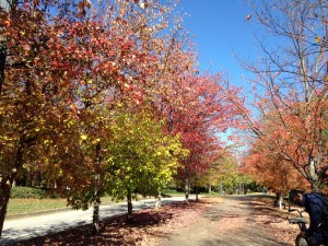 Fall in Atlanta