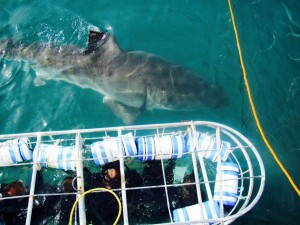 Shark diving in South Africa