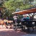 Top 6 Atlanta Road Trip Ideas! Take a carriage ride in Savannah, go to the beach on Hilton Head Island and visit a blues bar in Nashville!