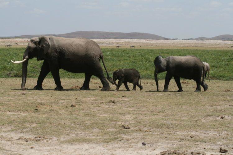 Experience a Safari Adventure in Kenya!