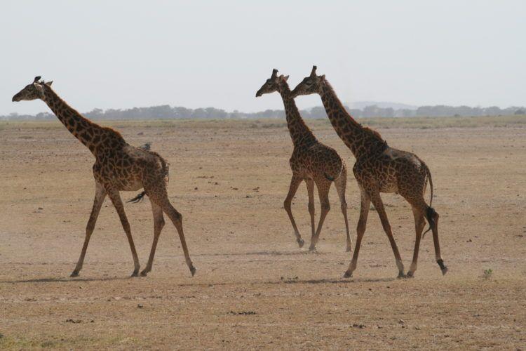 Experience a Safari Adventure in Kenya!