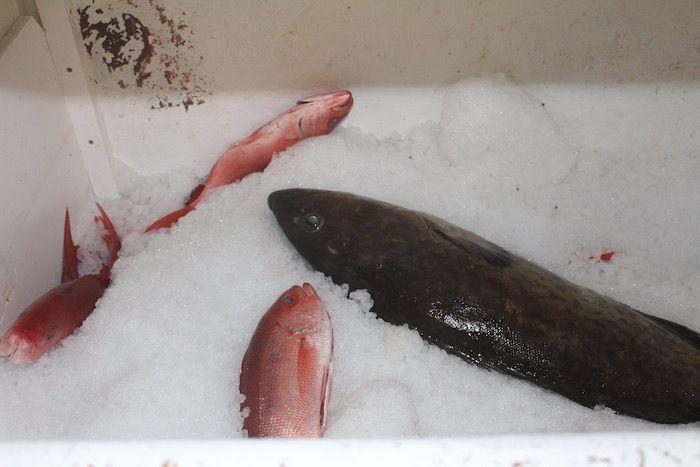 four fish in the fresh seafood freezer at Wicked Tuna