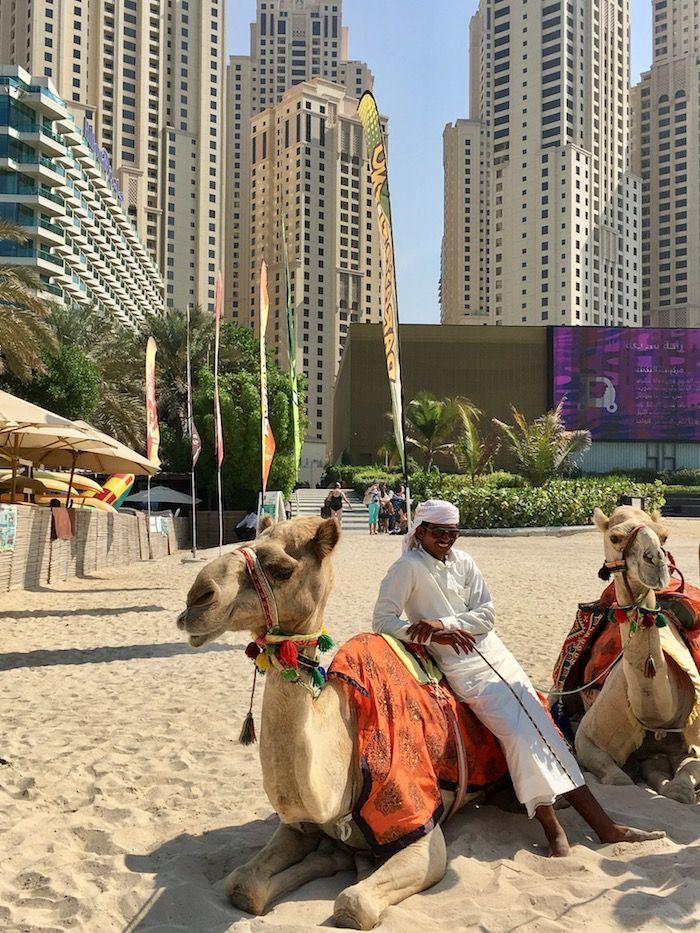 camels on the beach