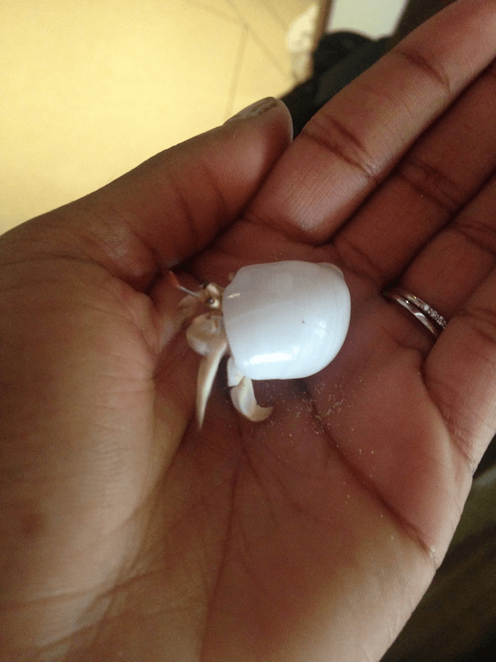 a tiny white crab in a woman's hand