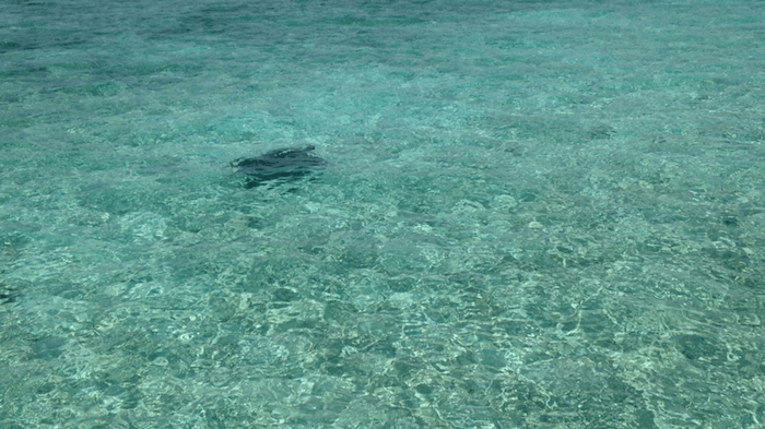 a turtle in the ocean