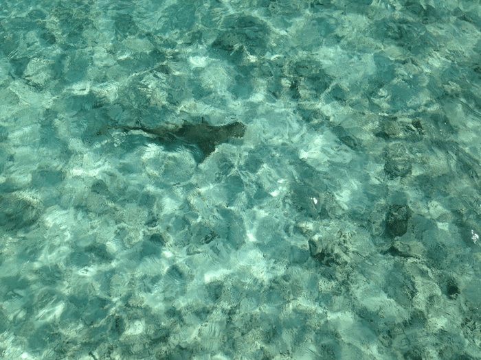 fish in the ocean water