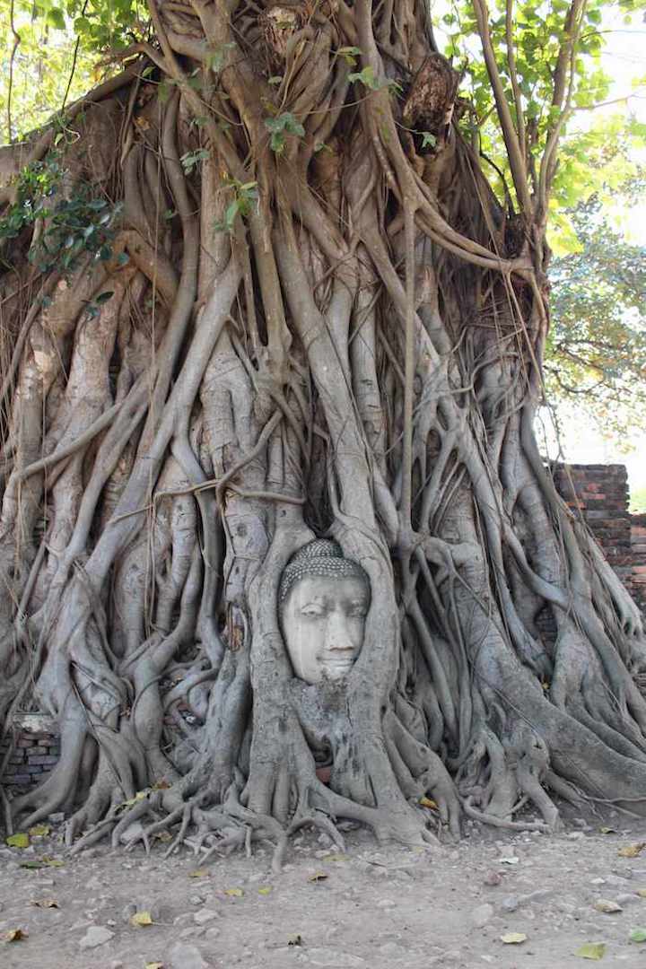 close up of ancient buddha head in tree