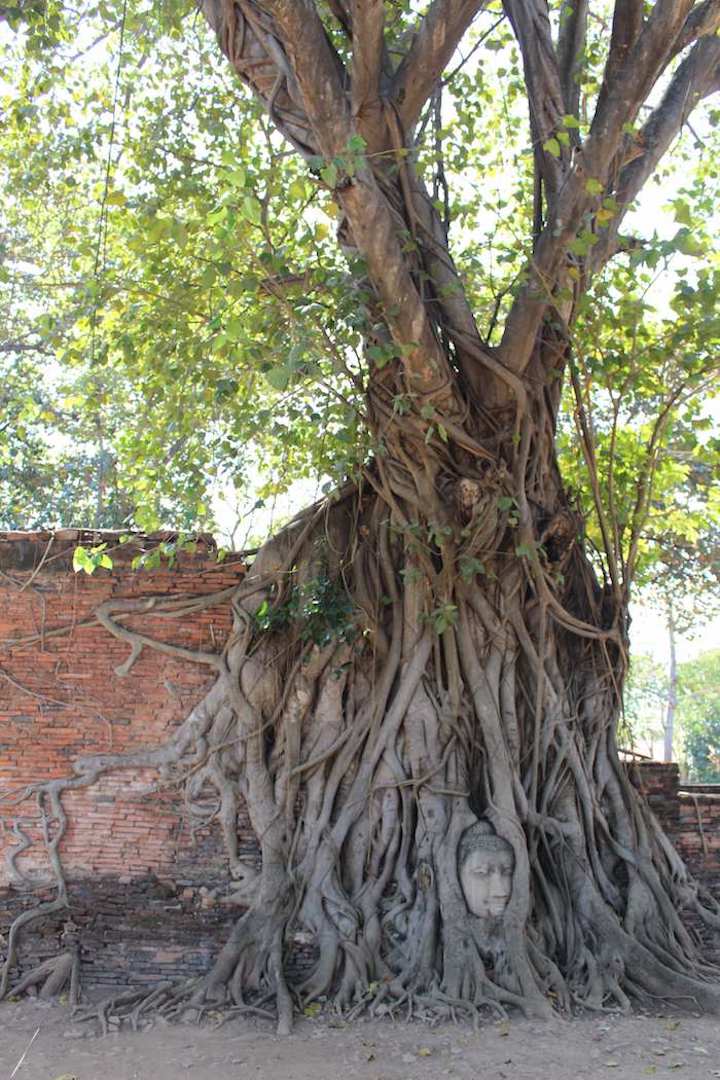 buddha head in tree