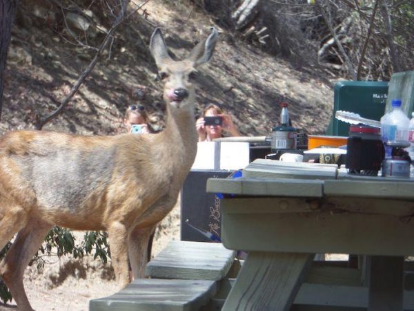 a deer sneaking food from a picnic table