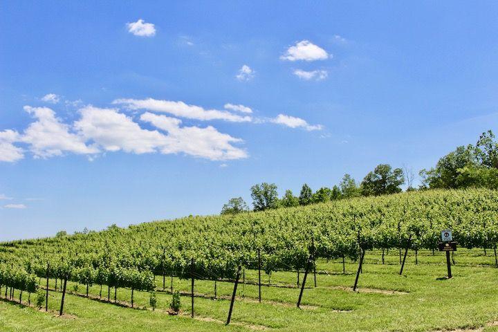 wineries in georgia, georgian wine, unicoi wine trail