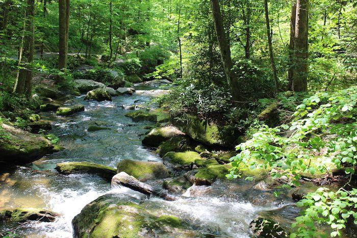 a stream on the hike up to Anna Ruby Falls