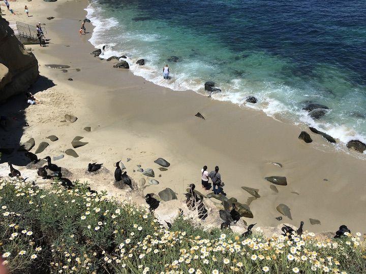 Picture Perfect Reasons to Visit La Jolla in San Diego! If you are traveling to Southern California make a stop at this beautiful hillside area!