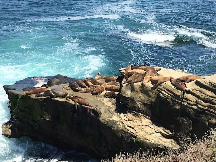 La Jolla Seal Cove California  San diego travel, San diego vacation,  California travel