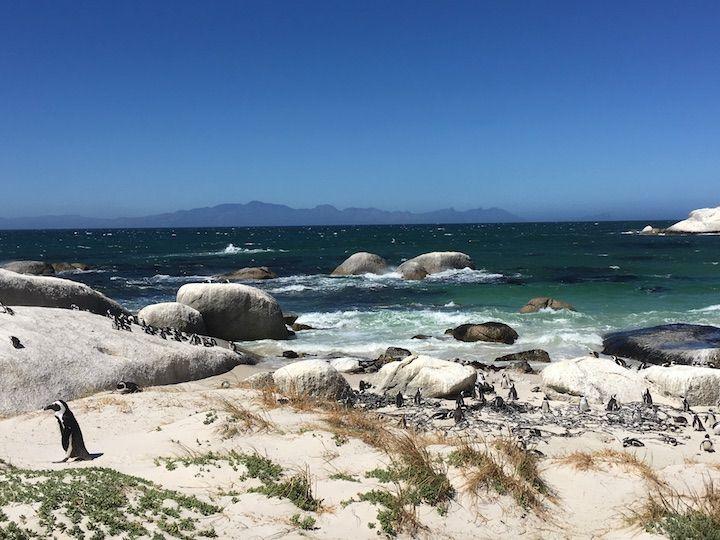 Cape Town Road Trip along the Cape Peninsula. Boulders beach, Muizenberg Beach, Cape of Good Hope, Cape Point