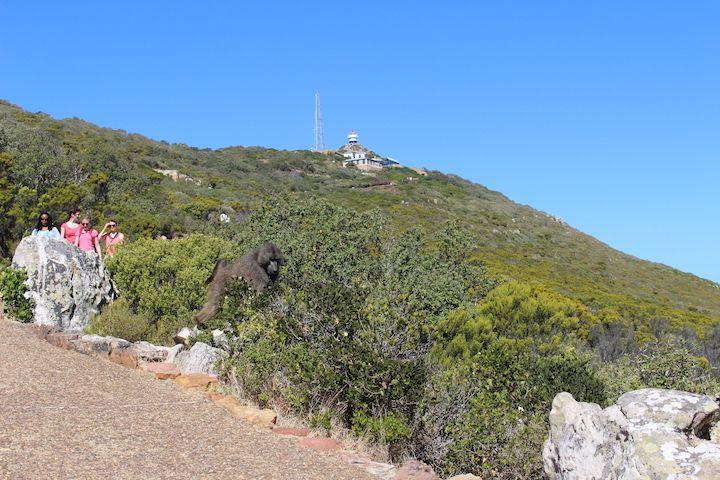 Cape town road trip along the cape peninsula. Cape Point, Cape of Good hope, Boulders beach