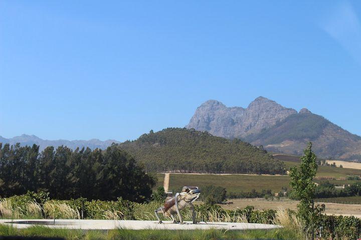 wine tasting in south africa, stellenbosch. cape town, south africa, day trip from cape town