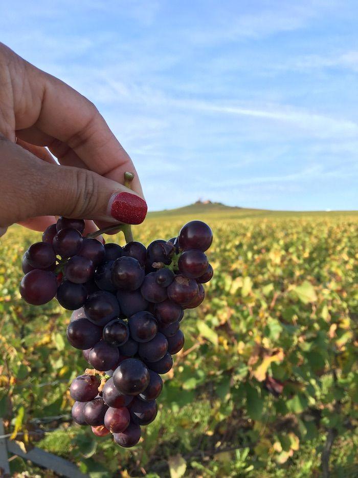 a hand holding a bunch of red grapes in a vineyard in Verzenay