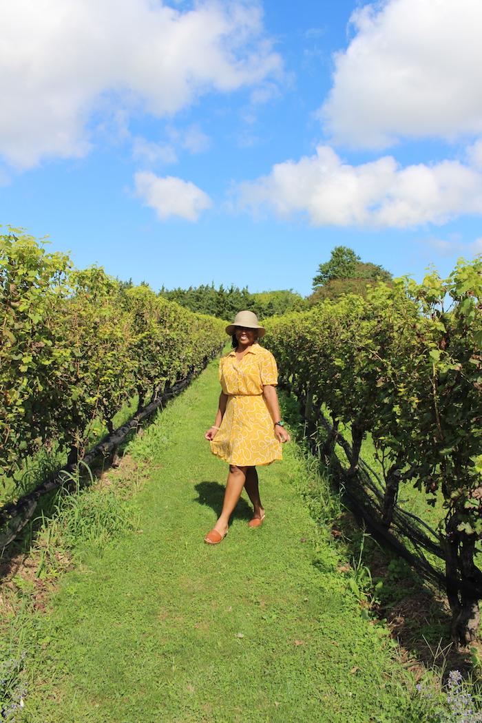 vineyard on Long Island