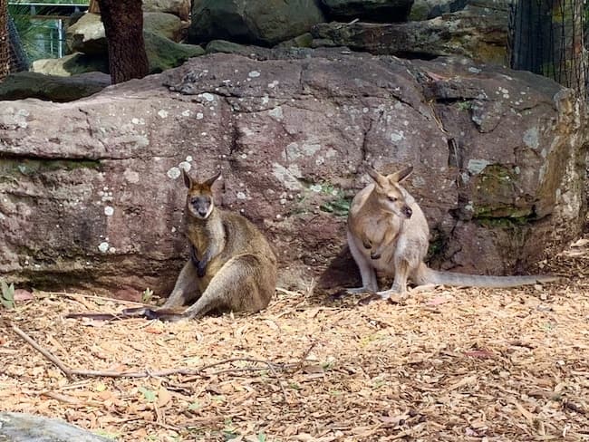 Australia, 21 ting å elske om australia, 21 ting jeg elsker om australia, beste ting å gjøre I Australia, planlegger en tur til Australia, reise Til Australia, Australia reisetips 