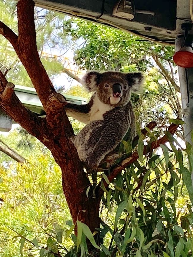  Australie, 21 choses à aimer en Australie, 21 choses que j'aime en Australie, les meilleures choses à faire en Australie, planifier un voyage en Australie, voyager en Australie, conseils de voyage en Australie 