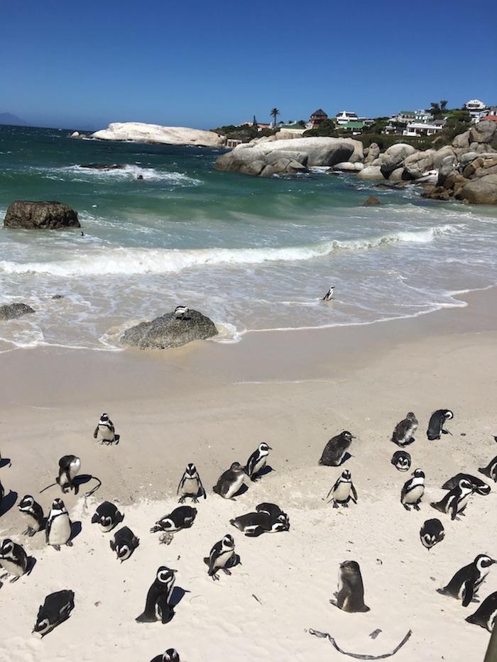 boulders beach, cape town south africa 