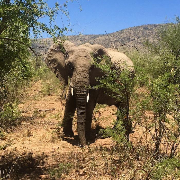 Pilanesberg national park, south africa, safari