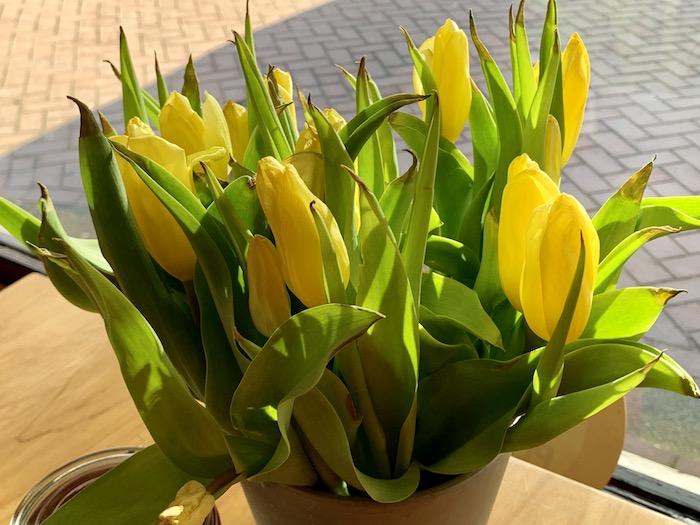 yellow Amsterdam tulips