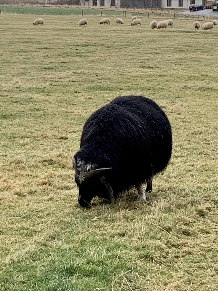 an Icelandic black sheep