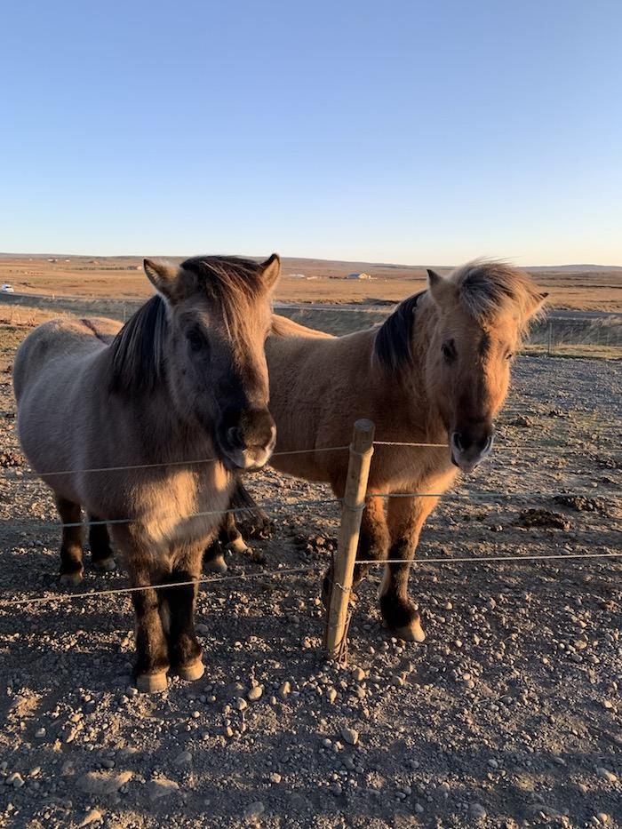 two Icelandic horses